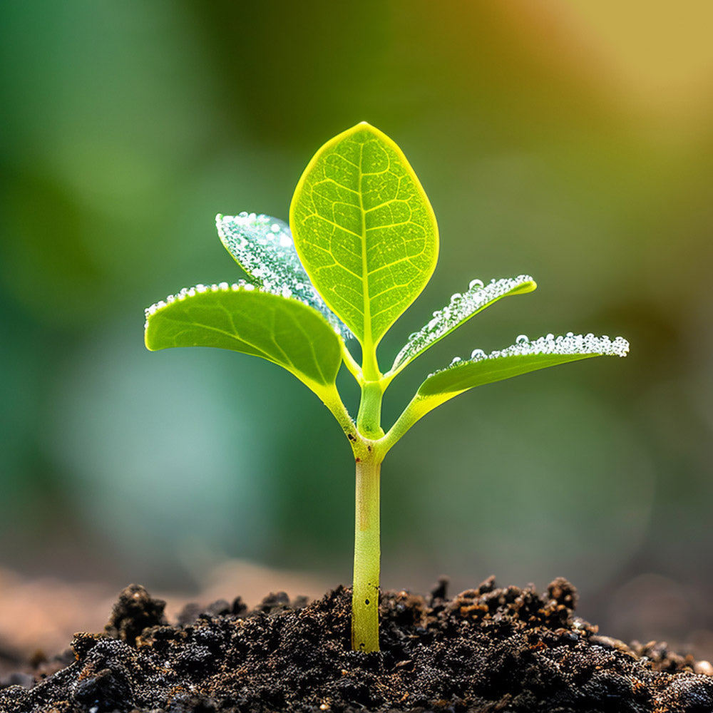 Initial Consultation